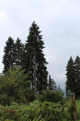 Picea orientalis