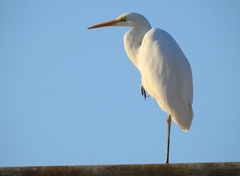 Ardea alba