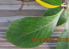 Crataegus persimilis