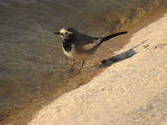 Motacilla alba personata