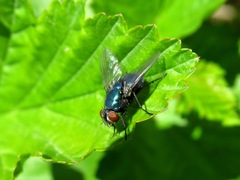 Lucilia illustris
