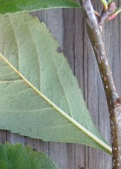 Crataegus persimilis