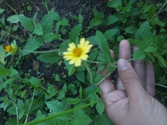 Asteraceae