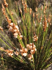 Elegia spathacea