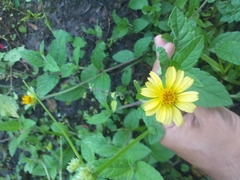 Asteraceae