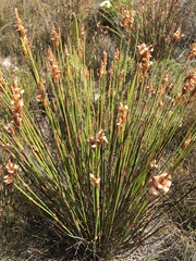 Elegia spathacea