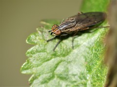 Pherbellia cinerella