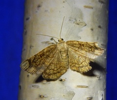 Stegania dilectaria