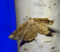 Stegania dilectaria