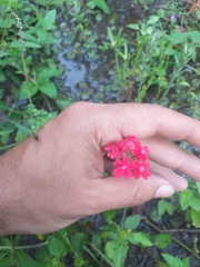 Glandularia tweedieana