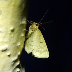 Stegania dilectaria