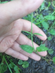 Glandularia tweedieana