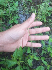 Glandularia tweedieana