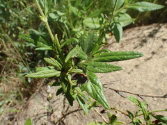 Diplacus longiflorus