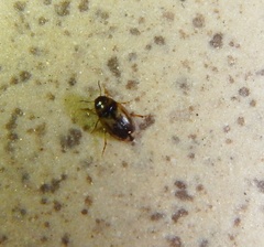 Hydroglyphus geminus