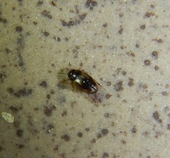 Hydroglyphus geminus