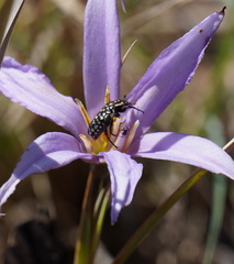 Oxythyrea testaceoguttata