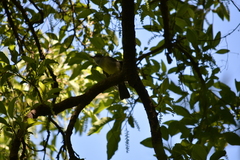 Myiarchus swainsoni