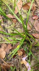 Hypoxis curtissii