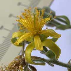 Grewia retinervis