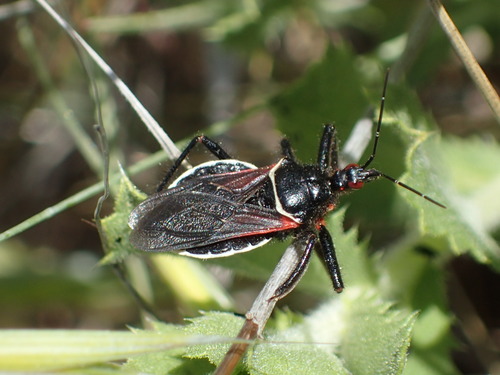 iNaturalist observation photo of California Bee Assassin
