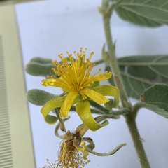 Grewia retinervis