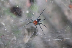 Aglaoctenus castaneus