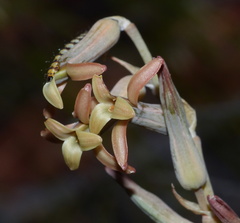 Dipcadi brevifolium