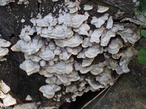iNaturalist observation photo of Bracket Fungi