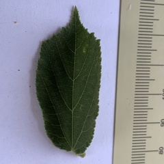 Grewia retinervis