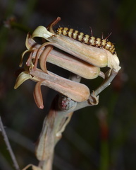 Dipcadi brevifolium
