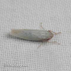 Cofana spectra
