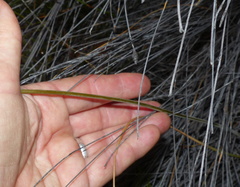 Dipcadi brevifolium