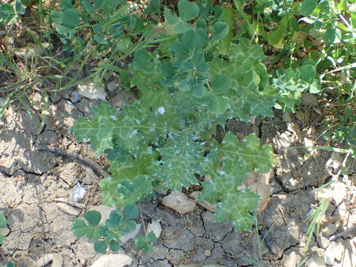 iNaturalist observation photo of Italian thistle