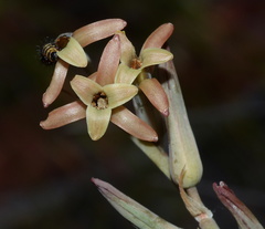 Dipcadi brevifolium