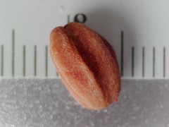 Crataegus persimilis