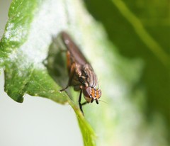 Pherbellia cinerella