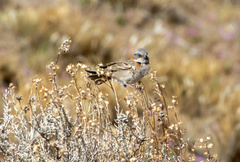 Zonotrichia capensis australis