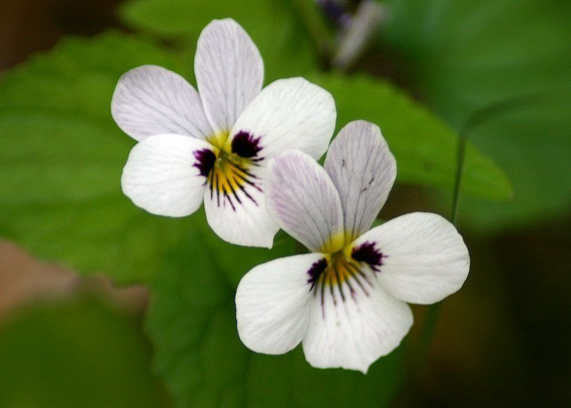 western heart's ease (Vernal Plant Species of the California South