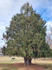 Thuja occidentalis