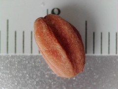 Crataegus persimilis