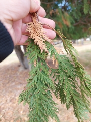 Thuja occidentalis