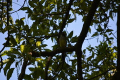 Myiarchus swainsoni