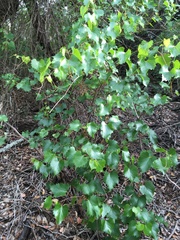 Vitis monticola