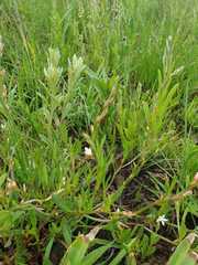 Oxygonum dregeanum