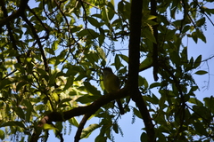Myiarchus swainsoni