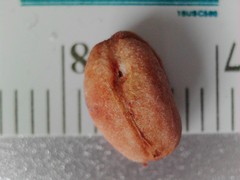 Crataegus persimilis