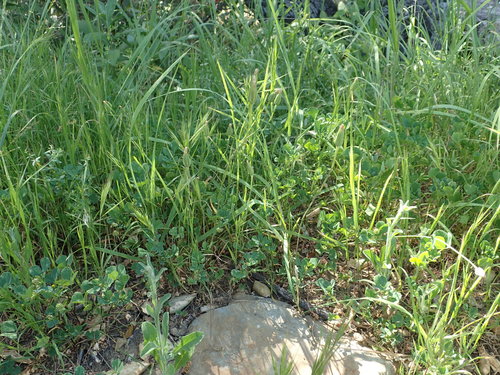 iNaturalist observation photo of Smooth Cat's Ear