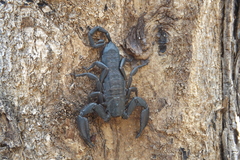 Hadogenes troglodytes matoppoanus