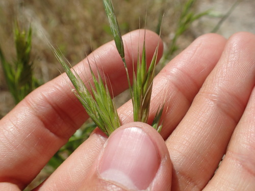 iNaturalist observation photo of Red Brome